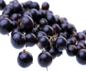Black Currants Black Currants