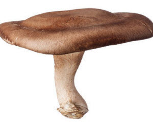 Mushrooms Mushrooms